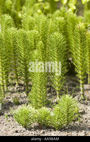 Nahaufnahme junger Grünfrühlingspflanzen des Riesenachtelhalms (Equisetum telmateia), die im Boden wachsen. Stockfoto