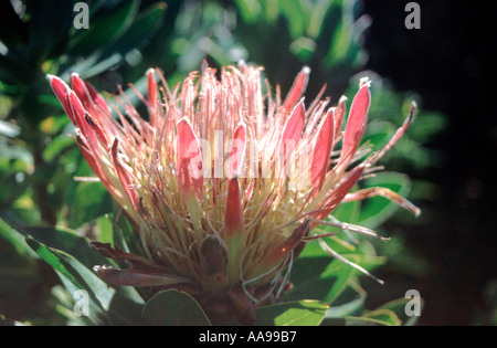 König protea Blume in der Nähe von Kapstadt in Südafrika Stockfoto