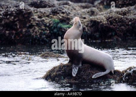 California Harbor Seal auf Felsen Stockfoto