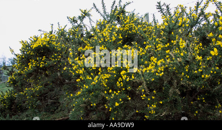 Gemeinsamen Stechginster (Ulex Europaeus) immergrüner Strauch Stockfoto