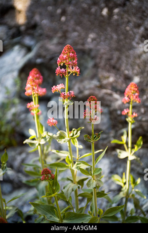 Roter Baldrian Pflanze (Centranthus Ruber) Stockfoto