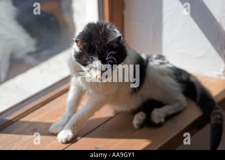 Schwarz / weiß Katze ruht in der Sonne auf einer Hütte-Fensterbank Stockfoto