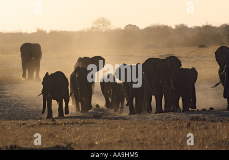 Herde von afrikanischen Elefanten Loxodonta Africana zu Fuß über staubige trockene Steppe Hwange Nationalpark Simbabwe Stockfoto