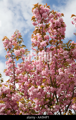 Rosa Prunus Spp Kirschblüte auf Baum gegen Himmel Wales UK Stockfoto