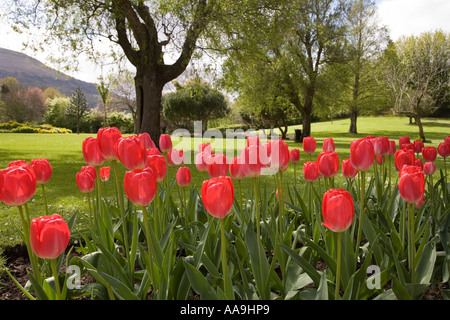 Rote Tulpen blühen im Garten Grenze in einem öffentlichen park Abergavenny Wales UK Stockfoto