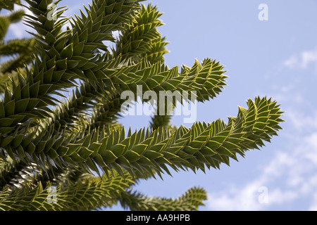 Blätter am Zweig der Affe Puzzle Baum Araucaria Araucana gegen blauen Himmel Wales UK Stockfoto