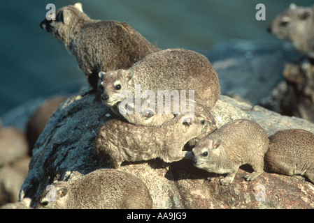 Hyrax, Procavia capensis Stockfoto