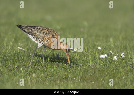 Black-Tailed Uferschnepfe Limosa Limosa männlich in der Zucht Gefieder Fütterung auf küstennahen Weiden Marsh Norfolk UK April Stockfoto