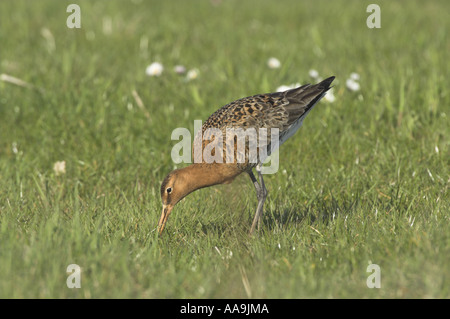 Black-Tailed Uferschnepfe Limosa Limosa männlich in der Zucht Gefieder Fütterung auf küstennahen Weiden Marsh Norfolk UK April Stockfoto