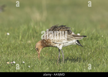 Black-Tailed Uferschnepfe Limosa Limosa männlich in der Zucht Gefieder Fütterung auf küstennahen Weiden Marsh Norfolk UK April Stockfoto