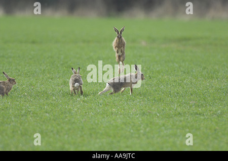 Braune Hasen Lepus Capensis Gruppe in der Paarung Aktivität auf Winterweizen Norfolk Uk April Stockfoto