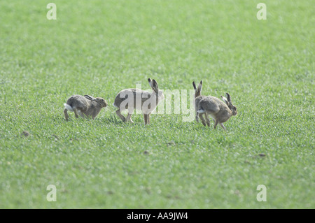 Braune Hasen Lepus Capensis Gruppe in der Paarung Aktivität auf Winterweizen Norfolk Uk April Stockfoto