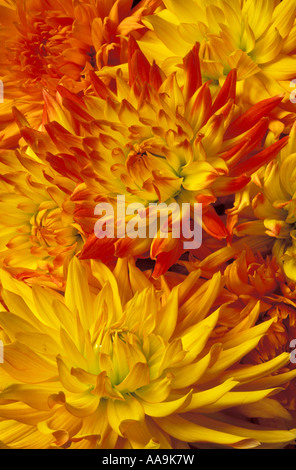 Dahlien Stockfoto