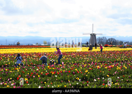 Holzschuh Tulpenfest Woodburn, Oregon. Stockfoto