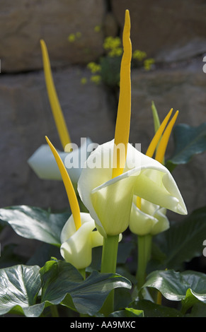 Lilie des Nils oder Calla Lilie, Zantedeschia aethiopica Stockfoto