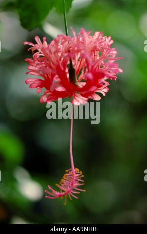 Japanische Laterne, Coral Hibiskus, Fringed Rosemallow, japanischer Hibiskus Hibiscus Schizopetalus, Malvaceae, Ostafrika Stockfoto