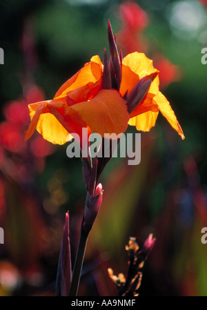 Narrow-Leaved Canna Lily ("Roi Humbert"), Canna Glauca, Cannaceae. Süd-Amerika. Auch bekannt als Louisiana Canna, Maraca Amarilla. Stockfoto