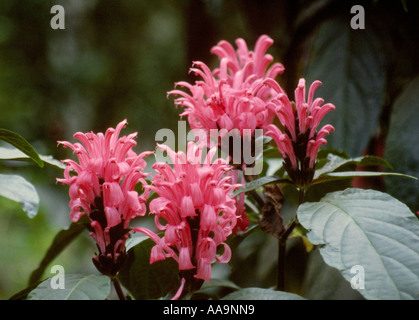 Brasilianische Plume Blume auch bekannt als Jacobinia oder Flamingo Blume, Justicia Carnea früher bekannt als Jacobinia carnea Stockfoto