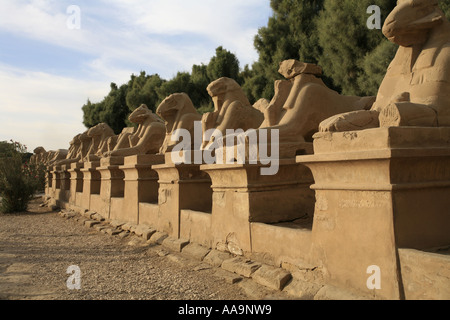 Sphinxe im Karnak Tempel, Luxor, Fluss Nil, Ägypten. Stockfoto