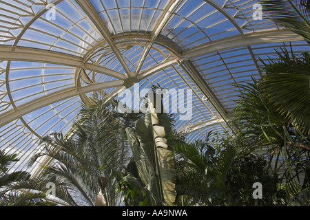 Palmen im Palmenhaus, Kew Gardens Stockfoto