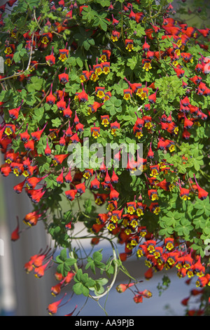 Chilenische Kapuzinerkresse, Tropaeolum tricolor, Tropaeolaceae Stockfoto