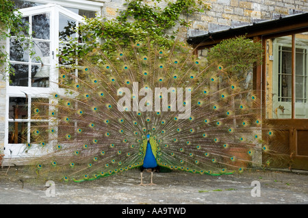 Indische blaue Pfau Pavo Phasianidae Stockfoto