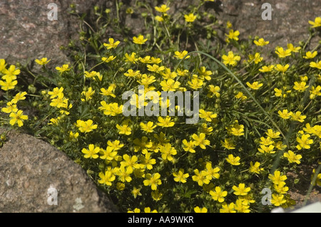 Viele Gelbe Frühlingsblumen Wallis Bestand wächst in Rock Mountain Garten, Matthiola Fruticulosa Valesiaca, Stockfoto