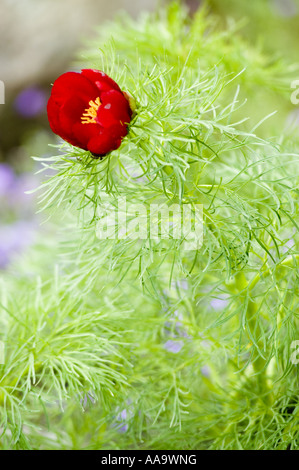 Rote Frühlingsblume von Fernleaf Pfingstrose, Paeonia tenuifolia, mit feinem grünen Laub. Heimisch in Europa und Asien. Stockfoto