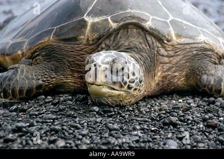 Grüne Meeresschildkröte Chelonia Mydas ruht auf Ufer Black Sand Beach Big Island Hawaii USA Stockfoto