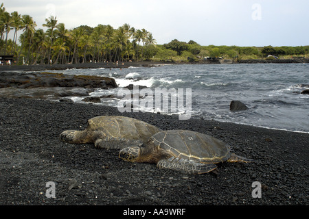 Grüne Meeresschildkröten Chelonia Mydas ruht auf Ufer Black Sand Beach Big Island Hawaii USA Stockfoto