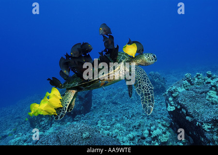 Grüne Meeresschildkröte Chelonia Mydas durch gelbe Tangs gereinigt und gefüttert Bristletooth Kailua Kona Hawaii Pacific Stockfoto