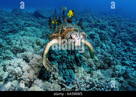 Grüne Meeresschildkröte Chelonia Mydas durch gelbe Tangs gereinigt und gefüttert Bristletooth Kailua Kona Hawaii Pacific Stockfoto