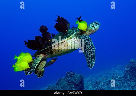 Grüne Meeresschildkröte Chelonia Mydas durch gelbe Tangs gereinigt und gefüttert Bristletooth Kailua Kona Hawaii USA Stockfoto