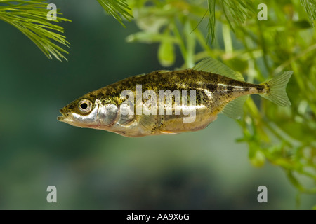 Praktisch Dreistachliger Stichling, Gasterosteus Aculeatus in Wasser mit Unkraut und schön unscharf Hintergrund Ashwell Hertfordshire Stockfoto