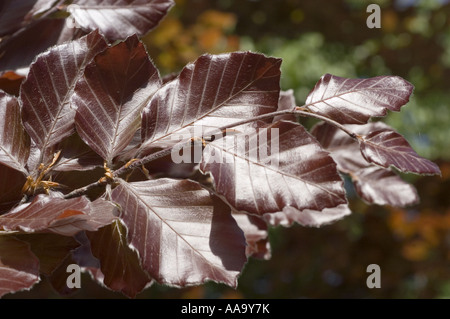 Nahaufnahme von glänzend violetten Buchenblättern (Fagus sylvatica f. purpurea) mit komplizierten Venenmustern und tiefbrauner Farbe bei Sonnenlicht. Stockfoto