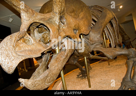 Prähistorische Dinosaurier-Skelett im museum Stockfoto