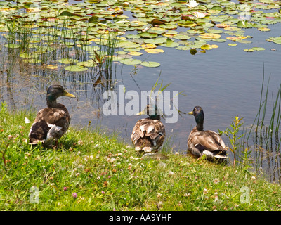 Drei Enten am Rande eines Teiches Stockfoto
