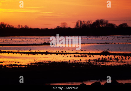 Sonnenuntergang am Welney Wildfowl und Feuchtgebiete Vertrauen Norfolk Stockfoto