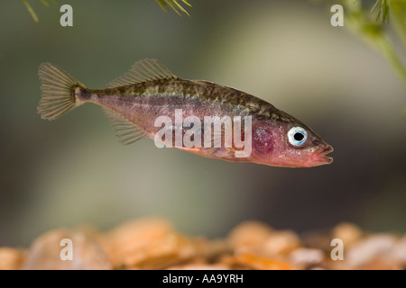 Praktisch Dreistachliger Stichling, Gasterosteus Aculeatus in Wasser mit Unkraut und schön unscharf Hintergrund Ashwell Hertfordshire Stockfoto