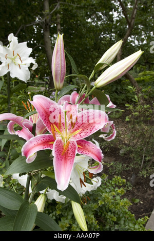 Lily, manchmal genannt ein Oster-Lilie im Brooklyn Botanic Garden Stockfoto