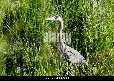 Great Blue Heron auf Stream-Bank im Rasen. Stockfoto