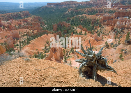 Ein verwitterter grauer Baumstumpf befindet sich auf einem sandigen Aussichtspunkt und umrahmt ein weites Tal aus Roten Felsen Hoodoos im Bryce Canyon National Park in Utah, USA. Stockfoto