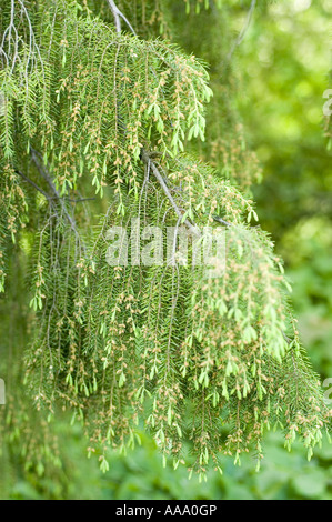 Tempel von Juniper oder Nadel Wacholder - Cypressaceae - Juniperus Rigida - Korea, China Stockfoto