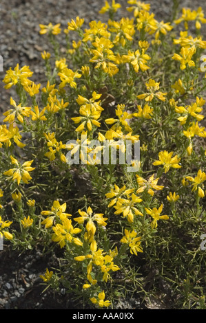 Viele Frühlingsblumen der spanischen Greenweed, Ginster gelb oder Besen - Fabaceae - Genista Hispanica Stockfoto