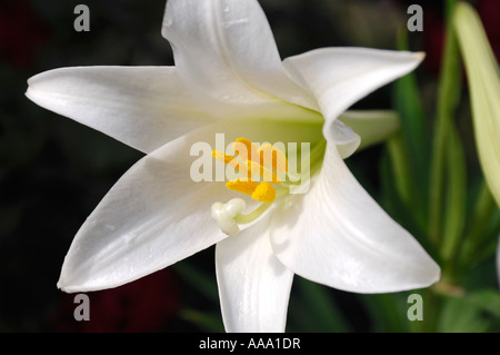 Weißen Madonna Lilie Lilium Candidum Blume Stockfoto