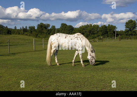 Weidende Pferde auf einer Weide im südlichen Vermont USA Stockfoto