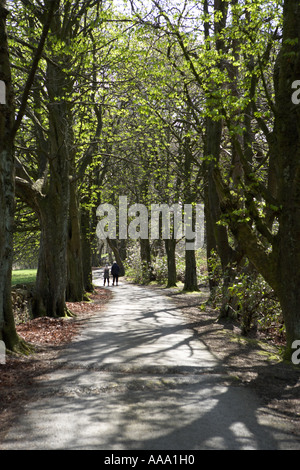 Allee der Rosskastanie Bäume säumen einen Feldweg im Frühjahr Stockfoto