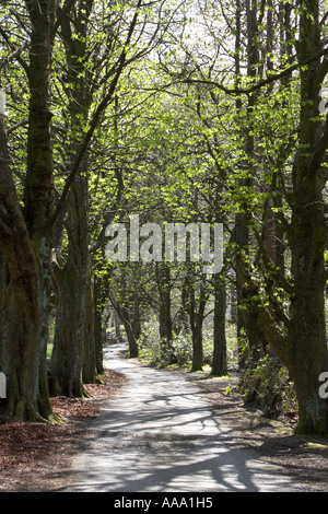 Allee der Rosskastanie Bäume säumen einen Feldweg im Frühjahr Stockfoto