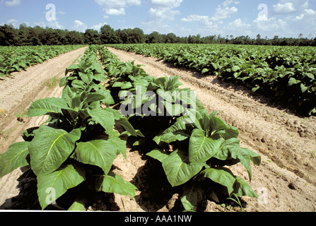 Elk218 2530 North Carolina Winston Salem Tabakfeld Stockfoto