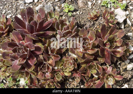 Blasse Mauerpfeffer - Crassulaceae - Sedum sediforme Stockfoto